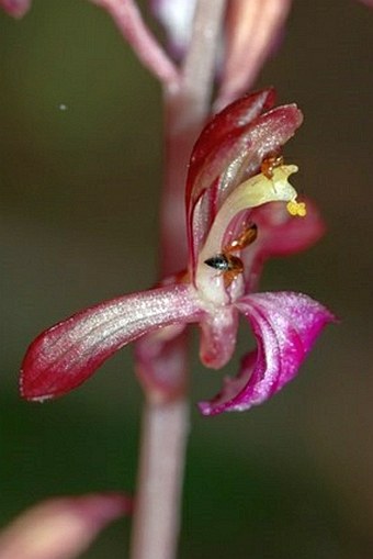 Corallorhiza mertensiana