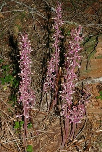 Corallorhiza mertensiana