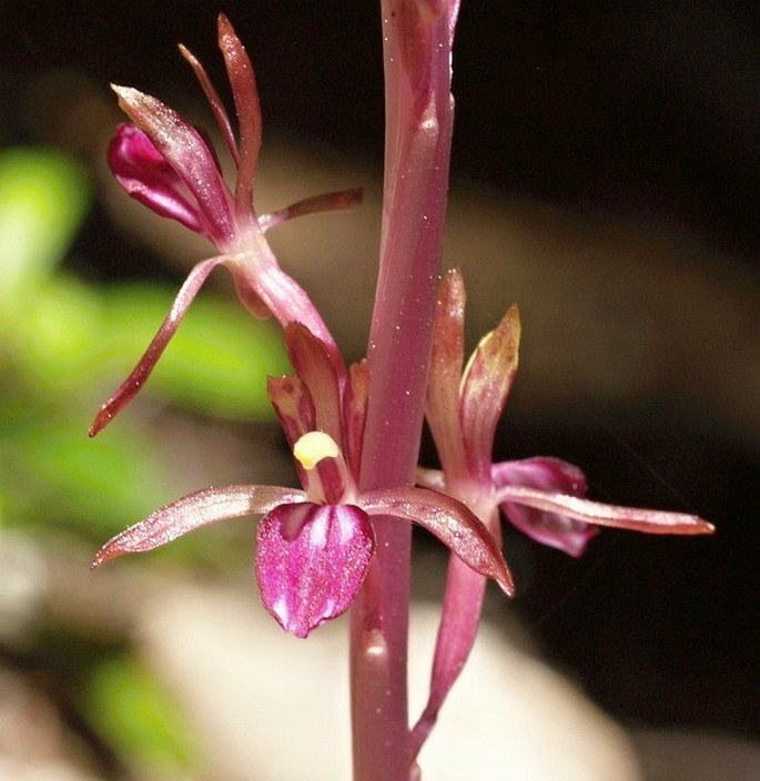 CORALLORHIZA MERTENSIANA Bong. – korálice / koralica