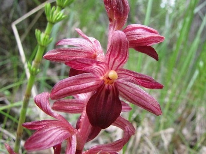 CORALLORHIZA STRIATA Lindl. – korálice / koralica