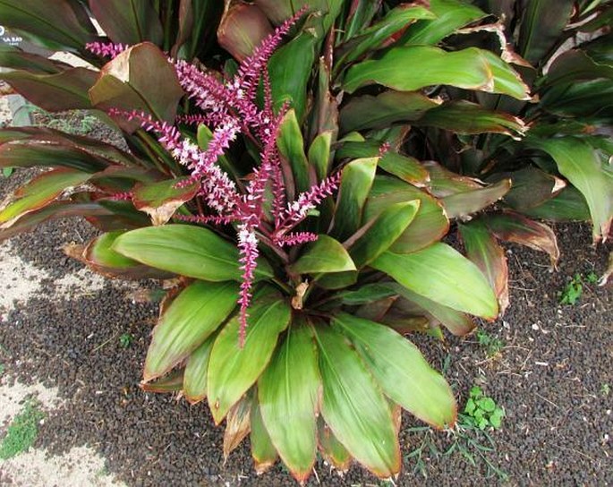 CORDYLINE FRUTICOSA (L.) A. Chev. – dračinka