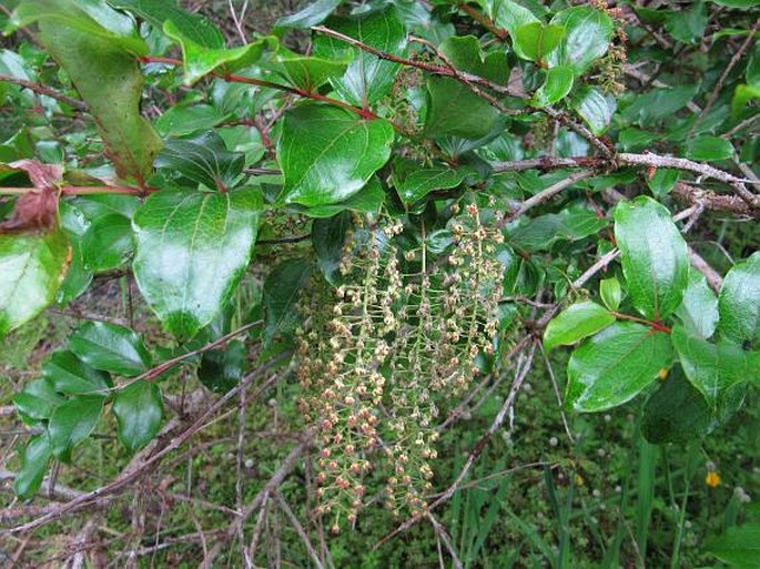 Coriaria arborea