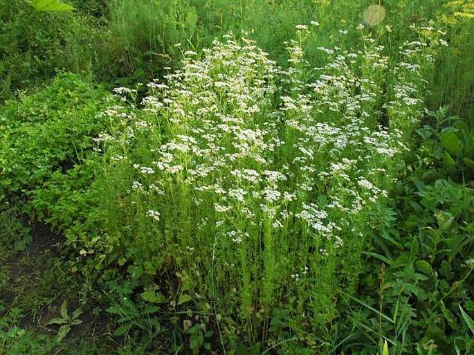 Coriandrum sativum