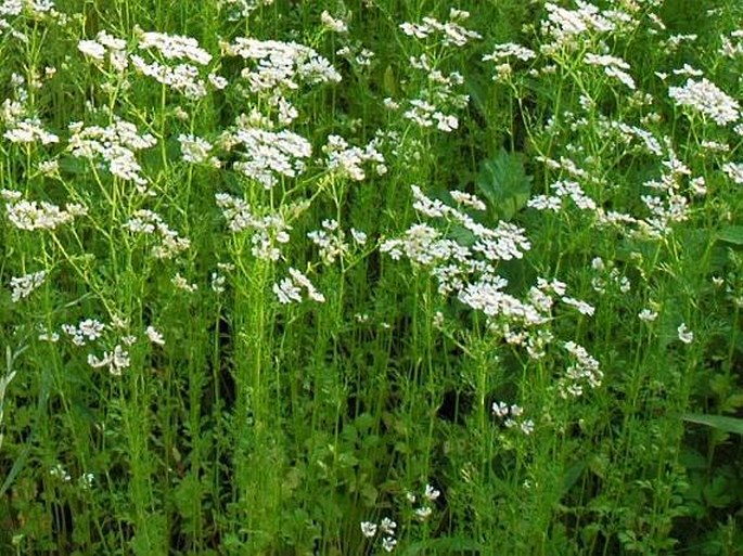 Coriandrum sativum