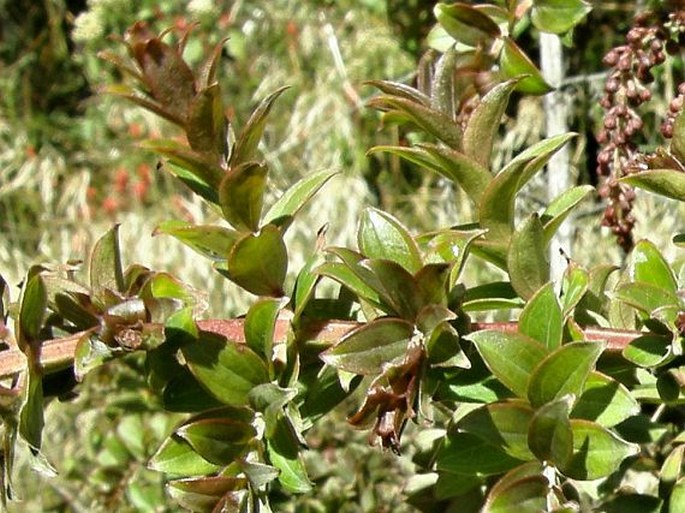 Coriaria ruscifolia subsp. microphylla