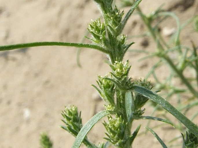 CORISPERMUM PALLASII Steven – velbloudník tenkokřídlý / plošticosemä tenkokrídle