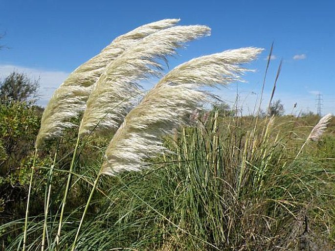 CORTADERIA SELLOANA (Schult.) Asch. et Graebn. – kortaderie dvoudomá