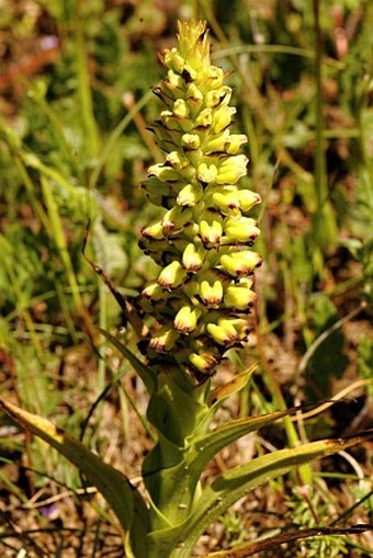 Corycium orobanchoides