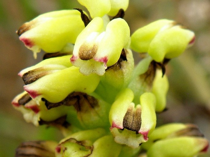 CORYCIUM OROBANCHOIDES (L. f.) Sw.