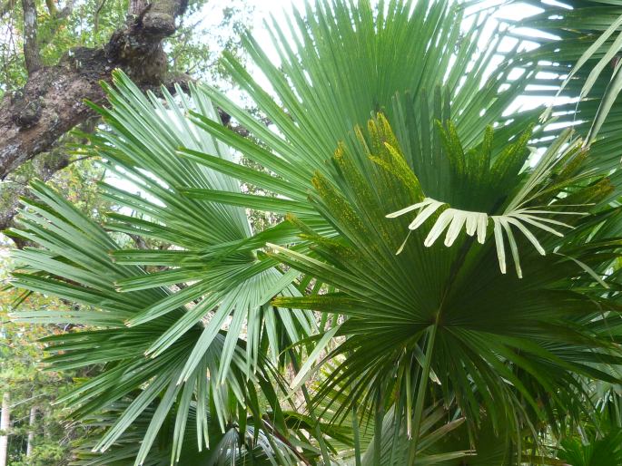 Corypha umbraculifera