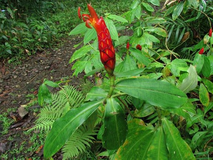 COSTUS PULVERULENTUS C. Presl