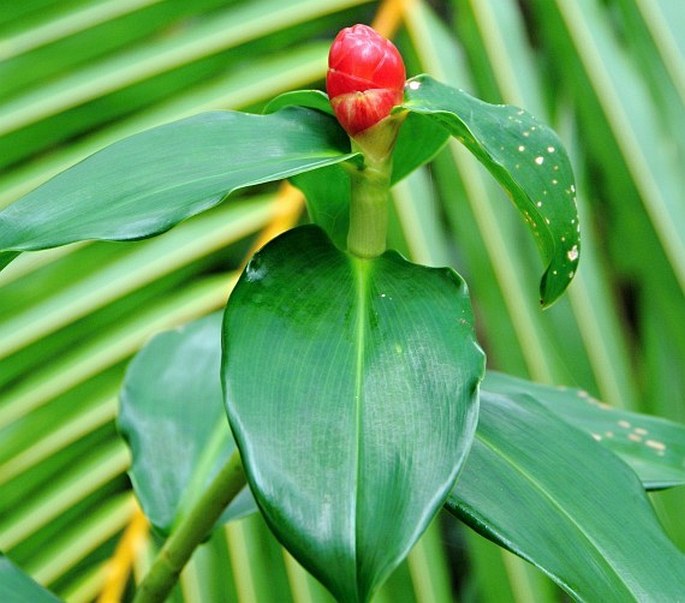 COSTUS WOODSONII Maas