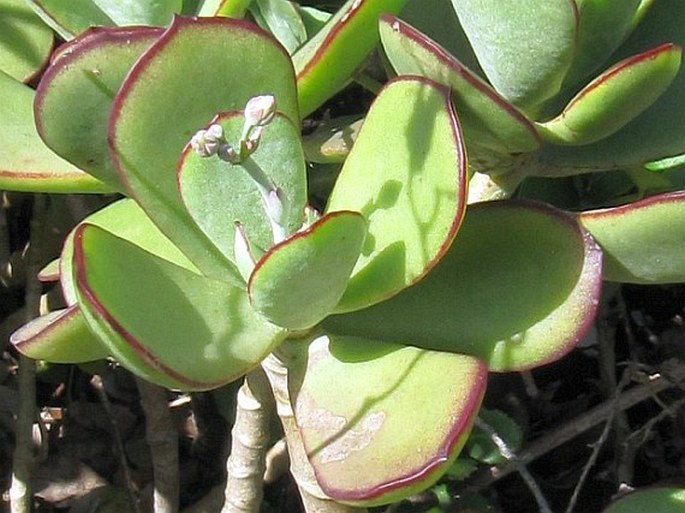 Cotyledon orbiculata