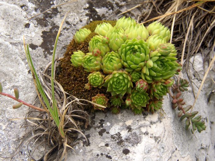 CRASSULACEAE J. St.-Hil. – tlusticovité