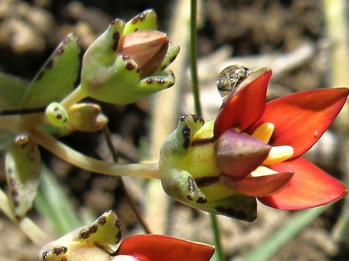 Crassula dichotoma