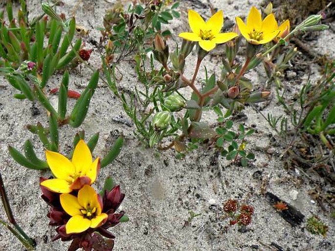 Crassula dichotoma