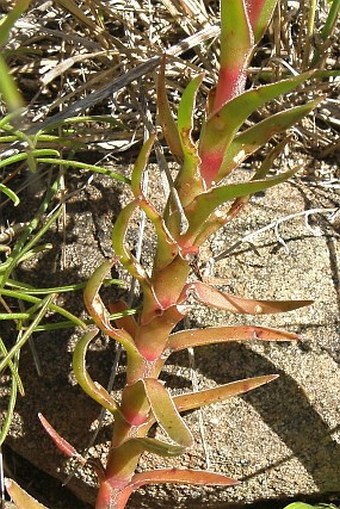 Crassula fascicularis