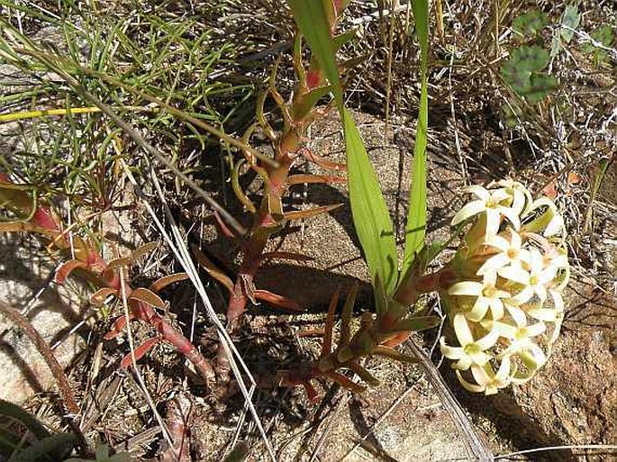 Crassula fascicularis