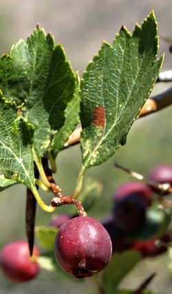 Crataegus douglasii