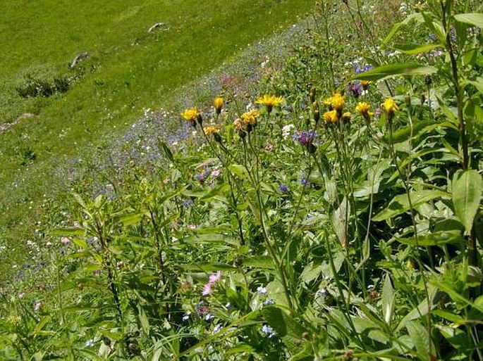 Crepis mollis