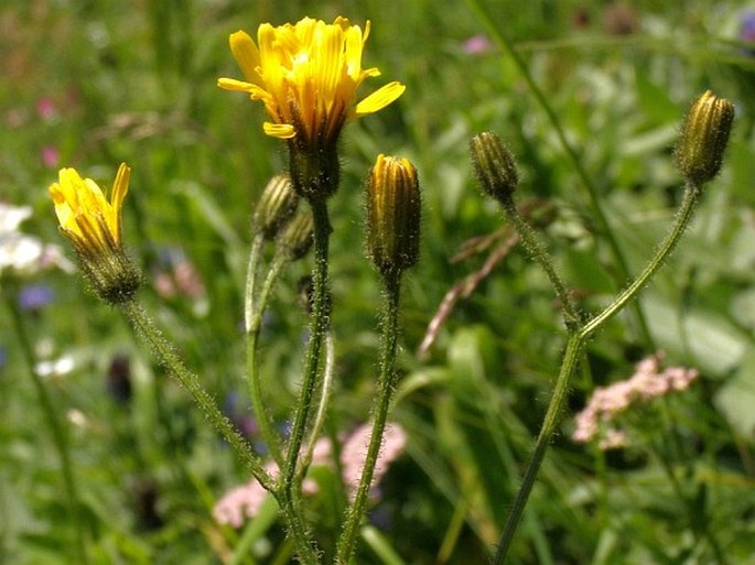 Crepis mollis