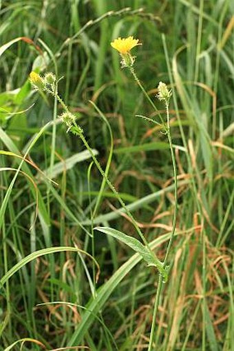 Crepis setosa