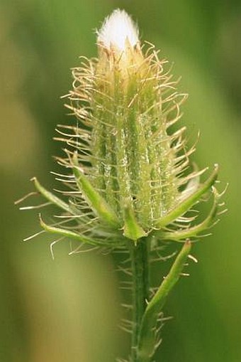 Crepis setosa