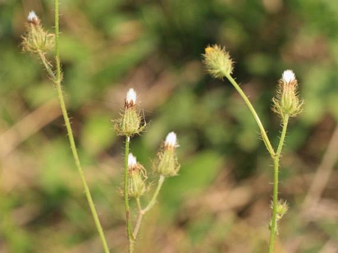 Crepis setosa