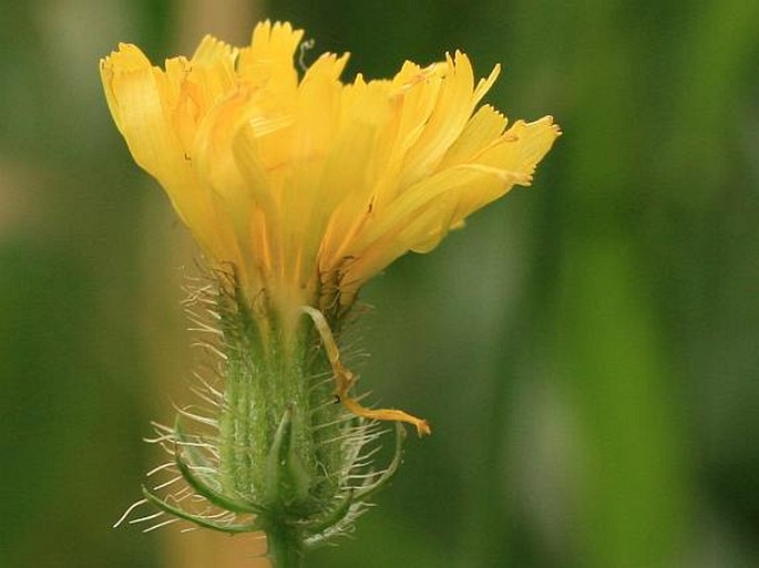 Crepis setosa