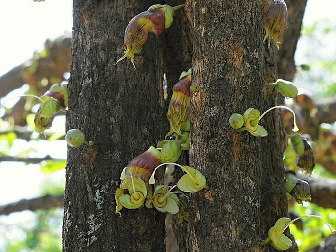 Crescentia cujete