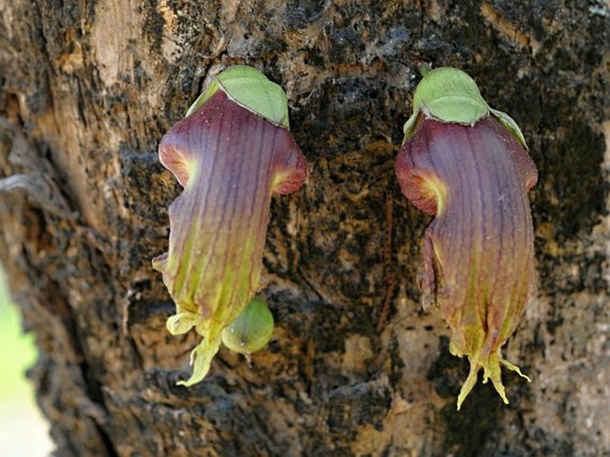 Crescentia cujete