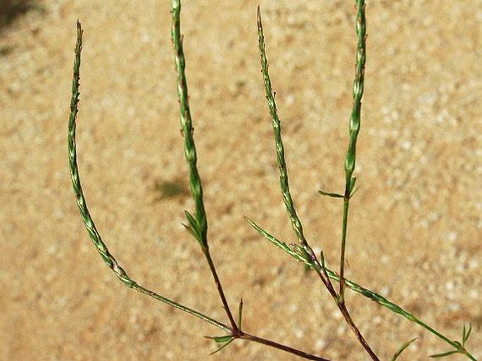 CRUCIANELLA LATIFOLIA L.