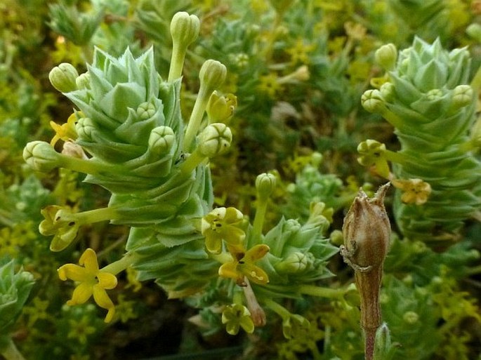 Crucianella maritima