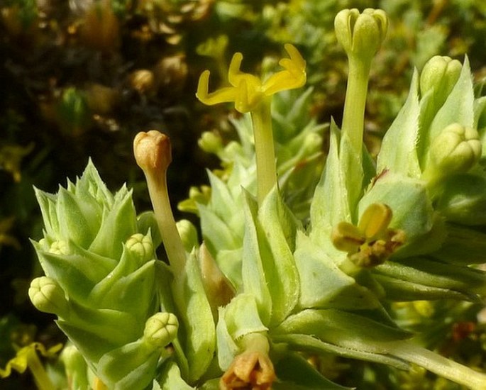 Crucianella maritima