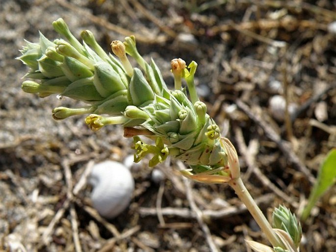 Crucianella maritima