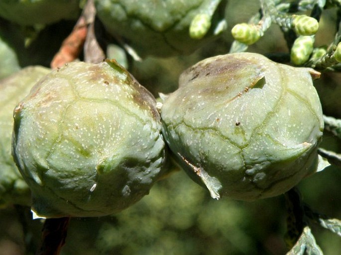 Cupressus lusitanica