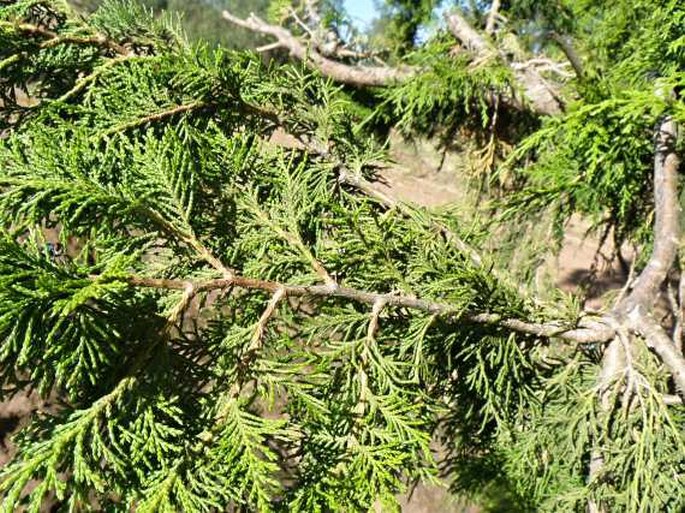 Cupressus lusitanica