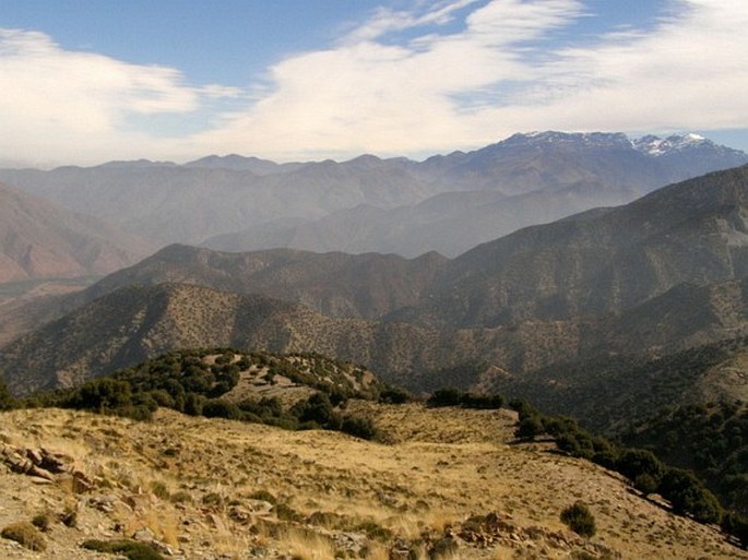 Cupressus dupreziana var. atlantica