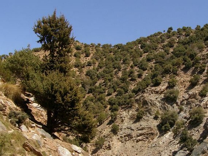 Cupressus dupreziana var. atlantica