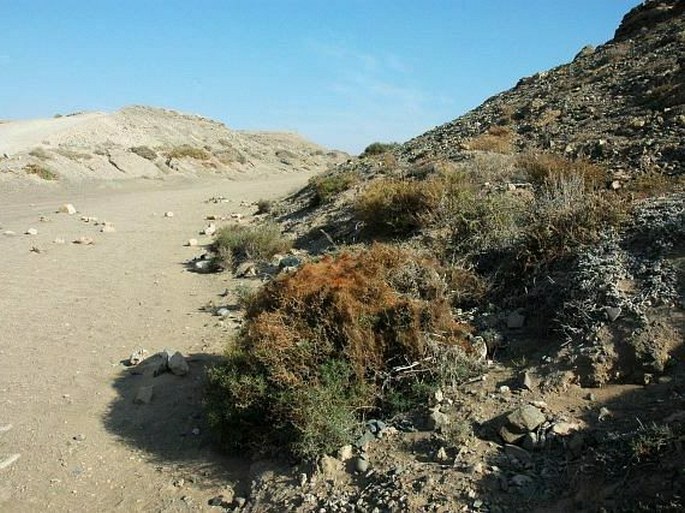 Cuscuta approximata