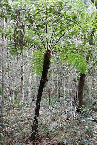 Cyathea capensis