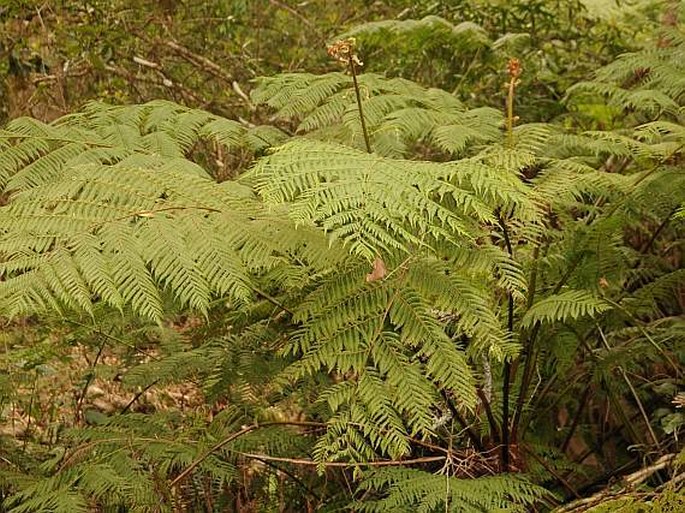 Cyathea capensis