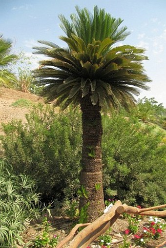 Cycas revoluta