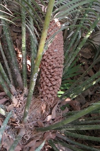 Cycas revoluta