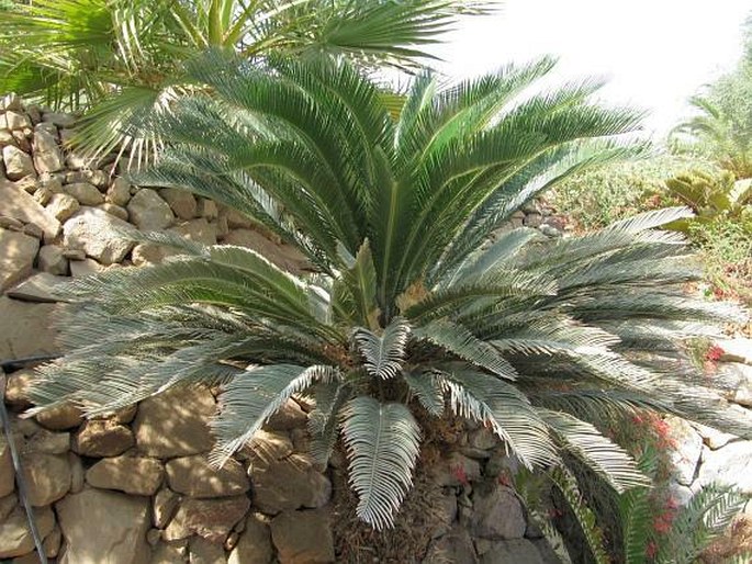 Cycas revoluta