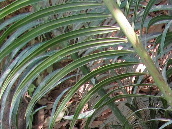 Cycas revoluta