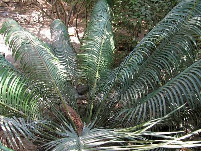 Cycas revoluta