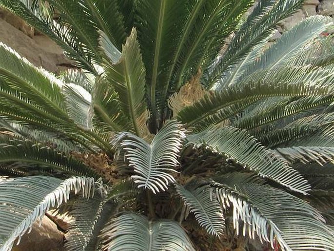 CYCAS REVOLUTA Thunb. – cykas japonský