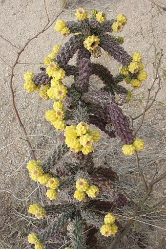 Cylindropuntia imbricata