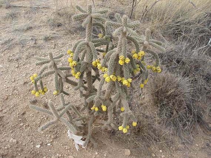 Cylindropuntia imbricata